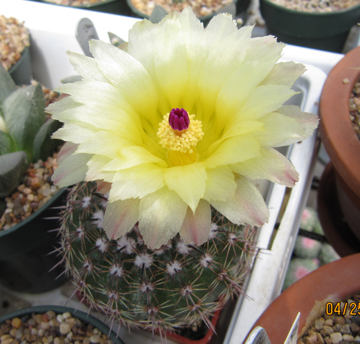 Notocactus maldianus